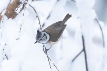 Obraz premium Small and curious European crested tit perched in a snowy forest in Estonia