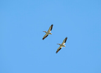 A Pair of White Pelicans in Flight