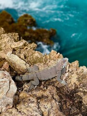 Iguana on Rock: A close-up of an iguana perched on a rock, showcasing its textured scales and vibrant colors. Perfect for nature, wildlife, and tropical themes.