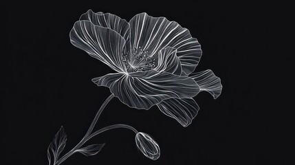 White line art poppy flower on black background.