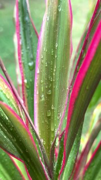 Vibrant cordyline fruticosa leaves glistening with dewdrops
