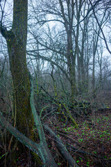 Mystery and misty weather in the forest , woodlands and trees , grey and blue colors , mystery forest , october and november weather . Beautiful landscape in the forest 