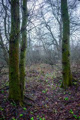 Mystery and misty weather in the forest , woodlands and trees , grey and blue colors , mystery forest , october and november weather . Beautiful landscape in the forest 