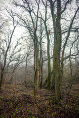 Mystery and misty weather in the forest , woodlands and trees , grey and blue colors , mystery forest , october and november weather . Beautiful landscape in the forest 