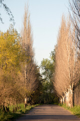 landscape of a rural road in spring