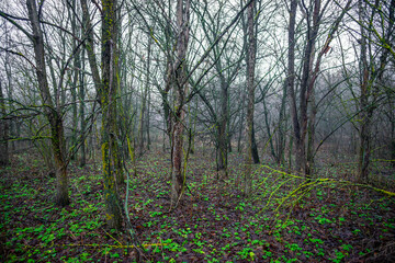 Obraz premium Mystery and misty weather in the forest , woodlands and trees , grey and blue colors , mystery forest , october and november weather . Beautiful landscape in the forest 
