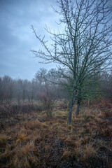 Mystery and misty weather in the forest , woodlands and trees , grey and blue colors , mystery forest , october and november weather . Beautiful landscape in the forest 