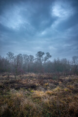 Fototapeta premium Mystery and misty weather in the forest , woodlands and trees , grey and blue colors , mystery forest , october and november weather . Beautiful landscape in the forest 