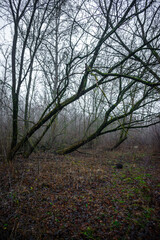 Mystery and misty weather in the forest , woodlands and trees , grey and blue colors , mystery forest , october and november weather . Beautiful landscape in the forest 