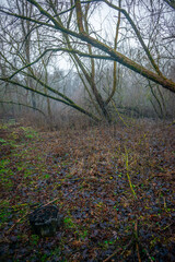 Mystery and misty weather in the forest , woodlands and trees , grey and blue colors , mystery forest , october and november weather . Beautiful landscape in the forest 