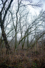 Mystery and dark forest at the morning , forest flora. Misty and rainy weather , cold and frozen weather ,grey and blue colors . Landcaspe photoshoot , mystical trees 