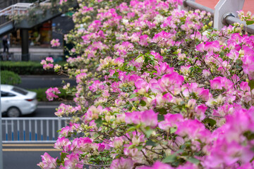 Vibrant pink bougainvillea flowers cascade gracefully over the railing of a pedestrian footbridge, crossing over urban traffic in Xiamen, China.