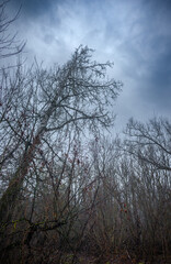 Mystery and dark forest at the morning , forest flora. Misty and rainy weather , cold and frozen weather ,grey and blue colors . Landcaspe photoshoot , mystical trees 