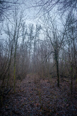 Mystery and dark forest at the morning , forest flora. Misty and rainy weather , cold and frozen weather ,grey and blue colors . Landcaspe photoshoot , mystical trees 