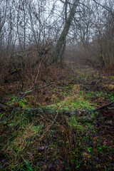 Mystery and dark forest at the morning , forest flora. Misty and rainy weather , cold and frozen weather ,grey and blue colors . Landcaspe photoshoot , mystical trees 