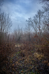 Mystery and dark forest at the morning , forest flora. Misty and rainy weather , cold and frozen weather ,grey and blue colors . Landcaspe photoshoot , mystical trees 