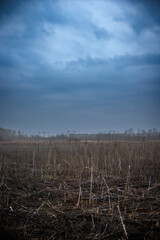 Fototapeta premium Mystery and dark forest at the morning , forest flora. Misty and rainy weather , cold and frozen weather ,grey and blue colors . Landcaspe photoshoot , mystical trees 