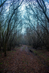 Obraz premium Dark road in the forest , mystery forest , grey and blue colors,fog in the woodlands, landscape photoshoot in the dark forest 