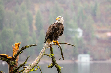 A bald eagle perched on a tree limb in Idaho