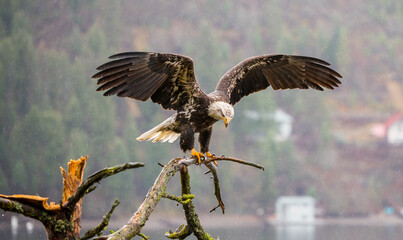 A bald eagle flying to a tree limb