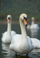 Obraz premium Two beautiful swans swim together in tranquil water, reflecting their graceful forms as morning light. Swans Cygnus are a genus of birds from order Anseriformes of the duck family. Generative AI