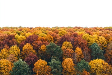 Fototapeta premium Aerial view vibrant autumn trees in a dense forest, white background