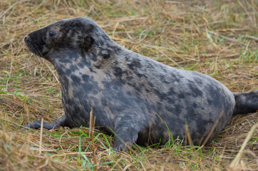 Breeding Season at Donna Nook: Grey Seals in Action