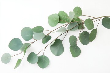 eucalyptus branch on a white background Natural home decor element