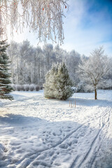 Majestic landscape with snow-covered trees in the city park.