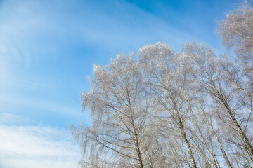 Majestic landscape with snow-covered birch trees in city park.