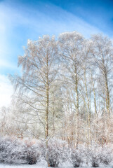Incredible  landscape with snow-covered birch trees in city park.
