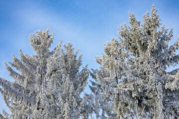 Winter snow covered fir trees on mountainside on blue sky with sun shine background.