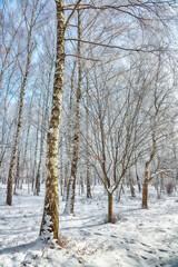 Fototapeta premium Picturesque landscape with snow-covered trees in the city park.