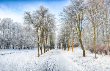 Obraz premium Incredible landscape with snow-covered trees in the city park.
