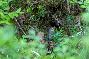 Willow warbler bringing food for chicks in nest in summertime boreal forest in Estonia, Northern Europe	