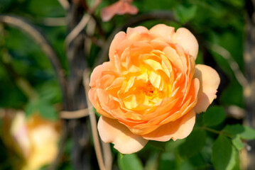 When the red rose flowers are in full bloom, a close-up of the rose flowers