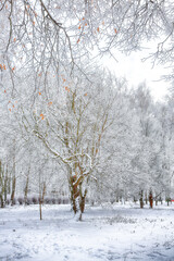 Picturesque landscape with snow-covered trees in the city park.
