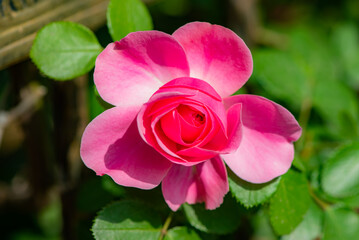 When the red rose flowers are in full bloom, a close-up of the rose flowers