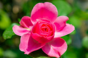 When the red rose flowers are in full bloom, a close-up of the rose flowers