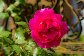 When the red rose flowers are in full bloom, a close-up of the rose flowers