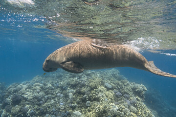 Dugong swimming over coral reef in the blue tropical sea