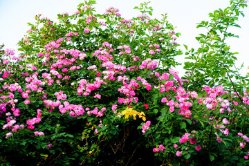 When the red rose flowers are in full bloom, a close-up of the rose flowers