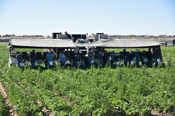 Yuma, AZ. USA. 11/2024.  Emerald Packing mobile harvest platforms towed by New Holland 202 series tractor. Personnel spend 17 million hours in farm labor for Yuma County to produce the 1 billion pound