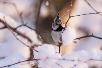 Small European crested tit looking for food in the middle of snowy branches during a beautiful evening with pinkish light in a boreal forest in Estonia