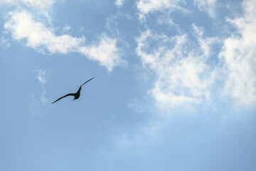 冬の海で空を飛ぶカモメ