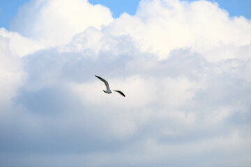冬の海で空を飛ぶカモメ