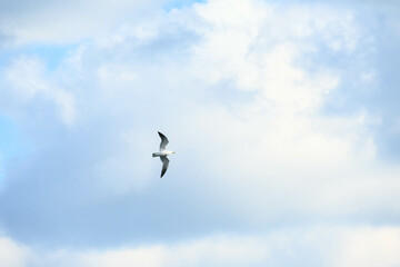 冬の海で空を飛ぶカモメ