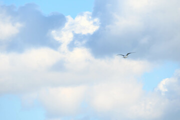 冬の海で空を飛ぶカモメ