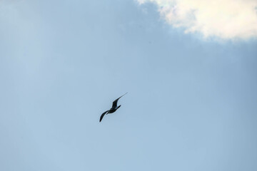 冬の海で空を飛ぶカモメ