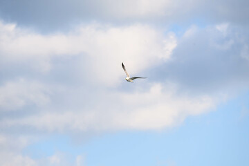 冬の海で空を飛ぶカモメ